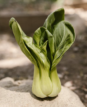 Pak choi