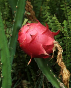 Pitahaya