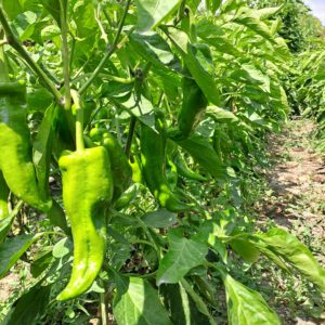 Pimiento verde italiano