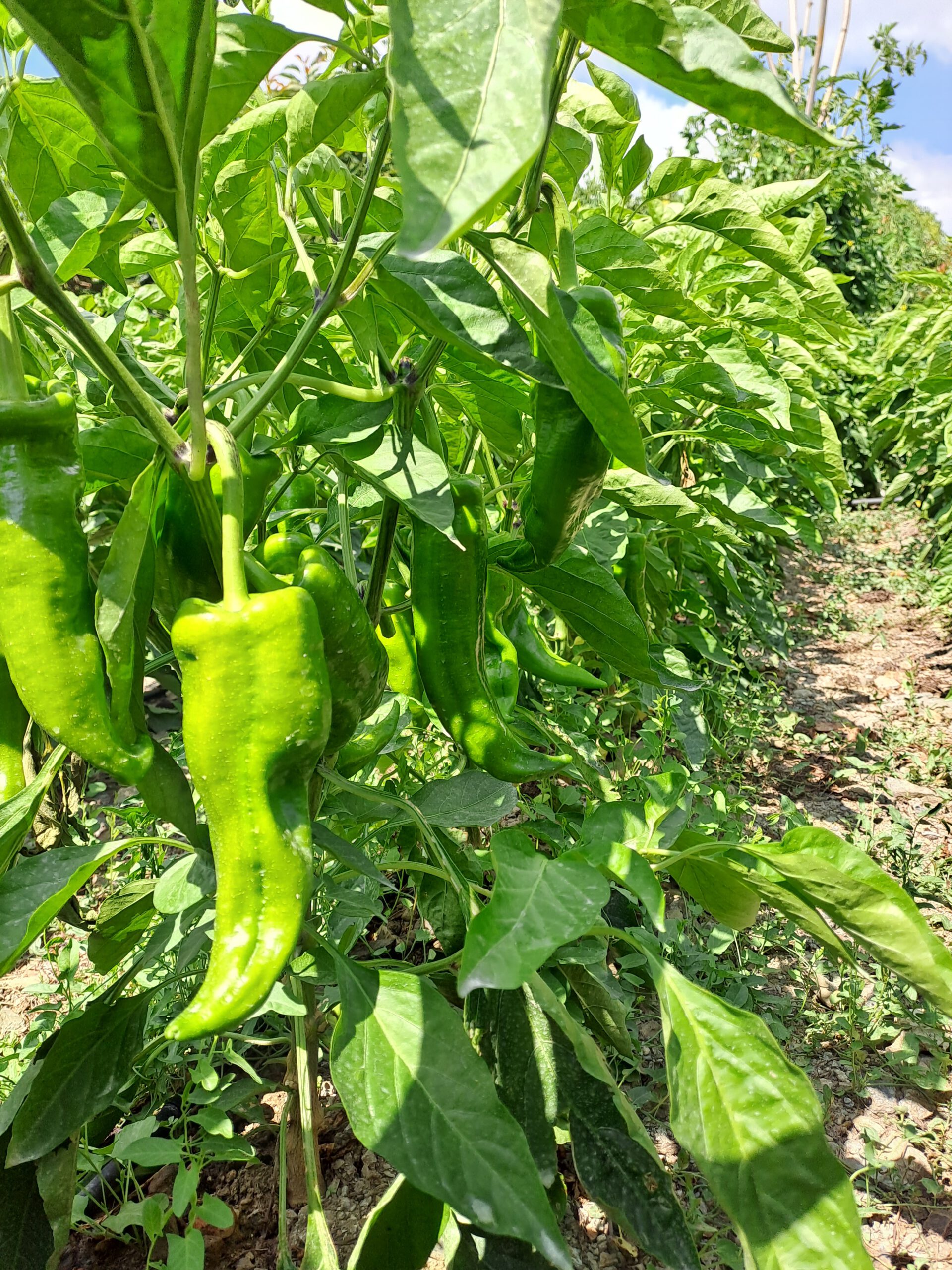 Pimiento verde italiano