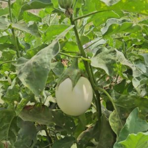 Berenjena Blanca