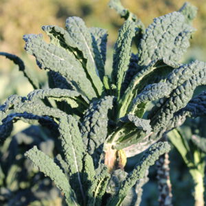 Kale Toscana