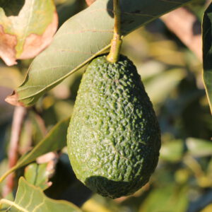 Aguacate