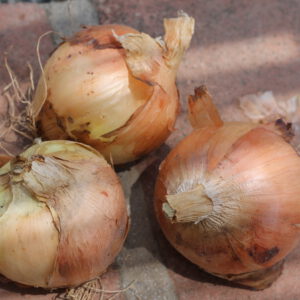 Cebolla