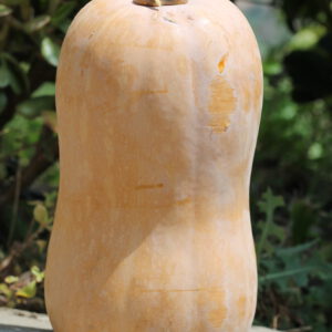 Calabaza