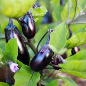 Berenjena Negra