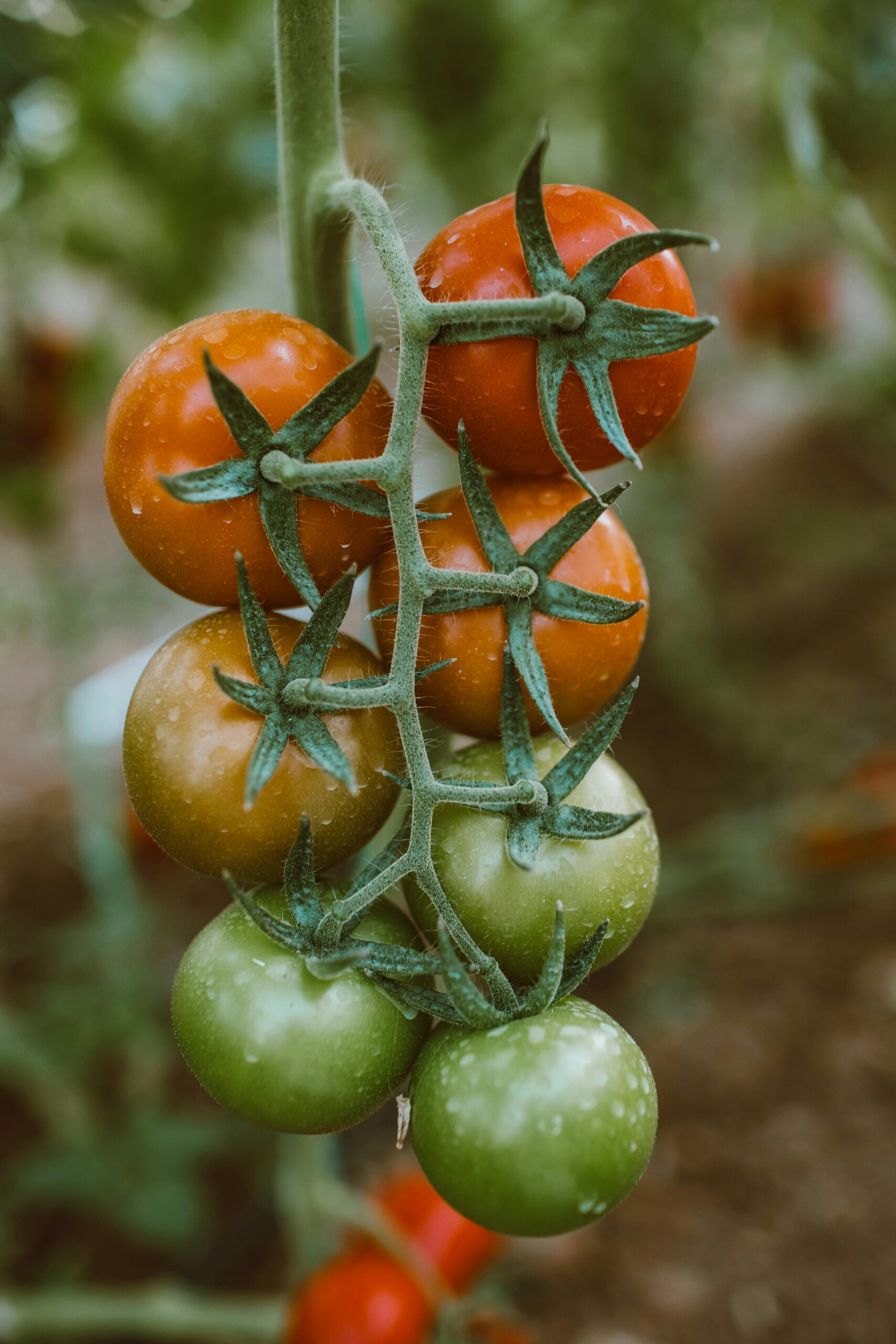 Tomate