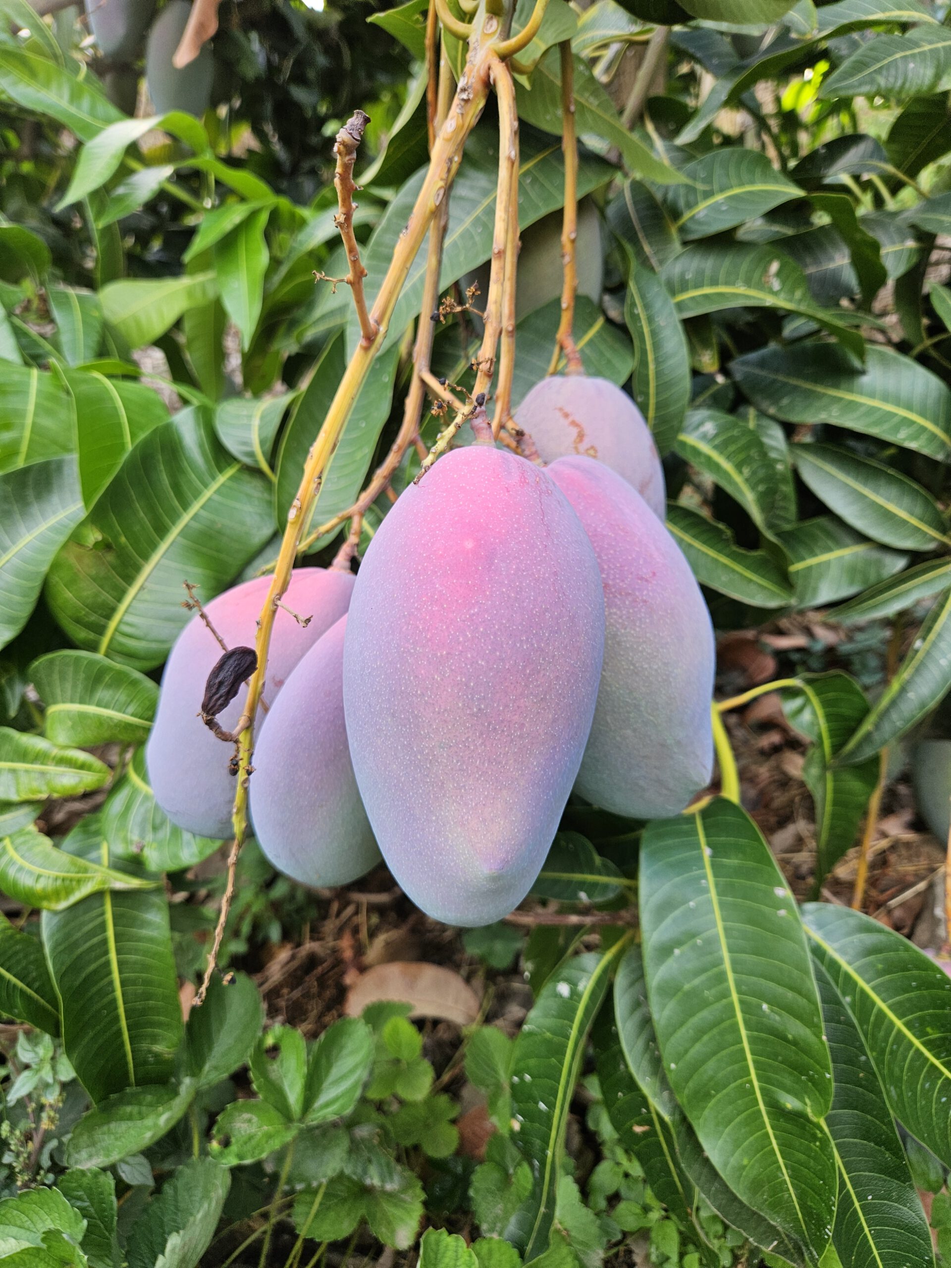 Mango