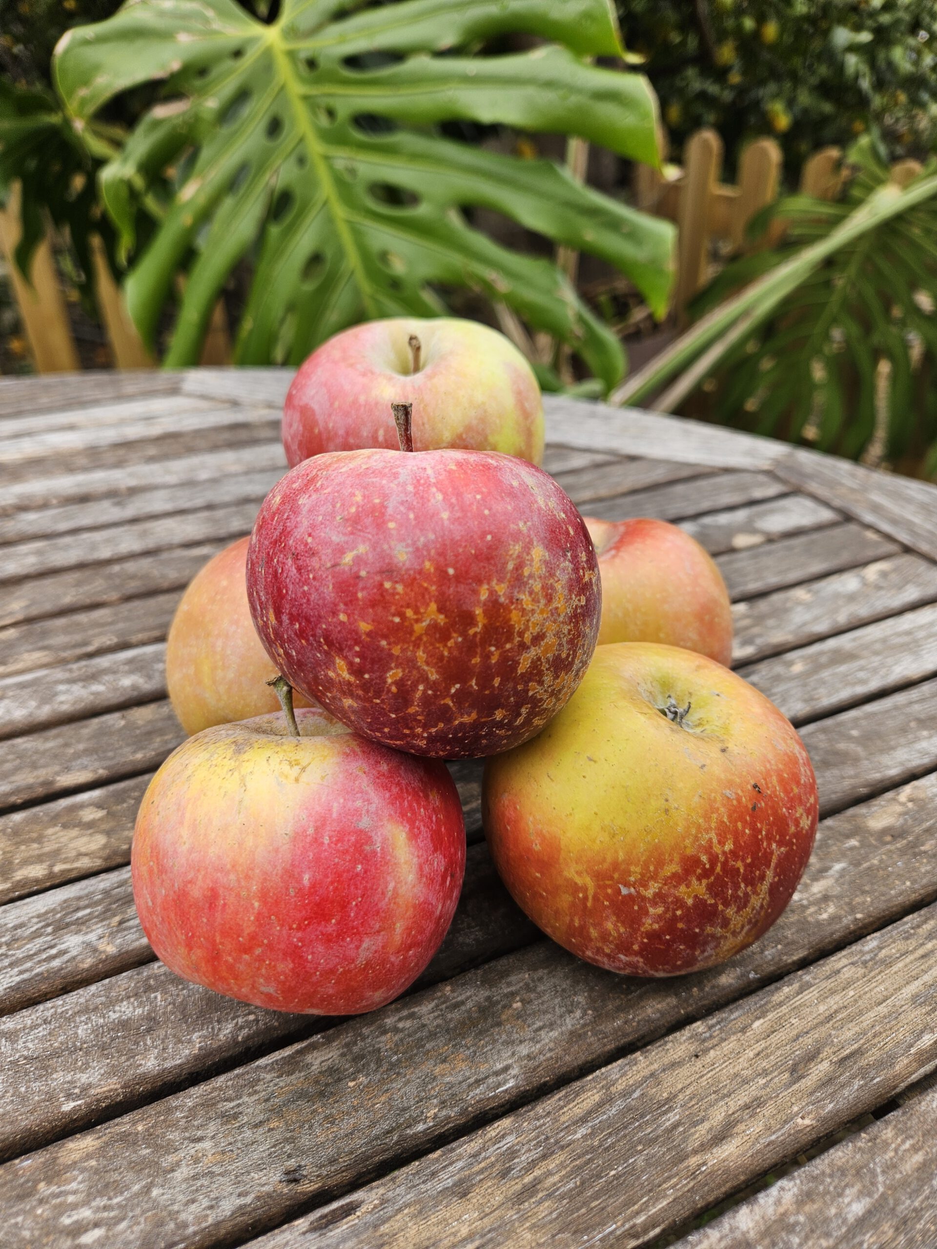 Manzana Royal